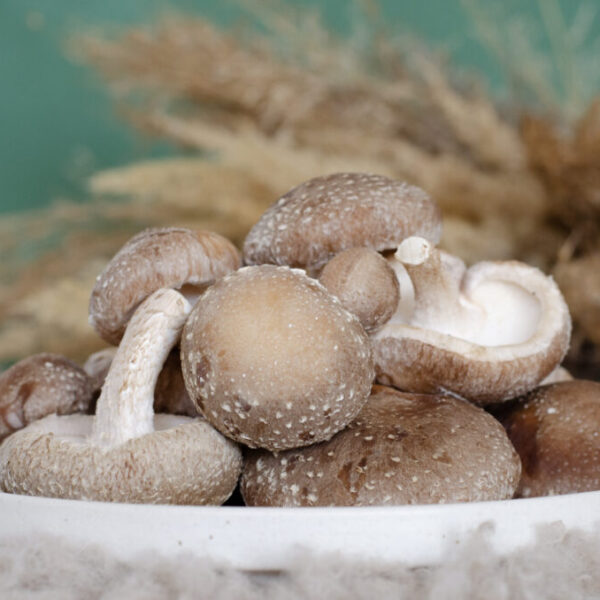 Shiitake Twardnik japoński