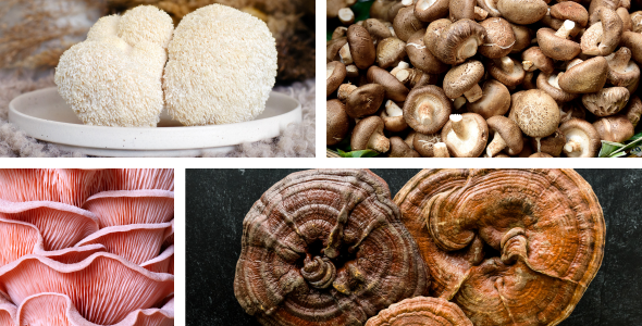 Projekt bez nazwy (25)